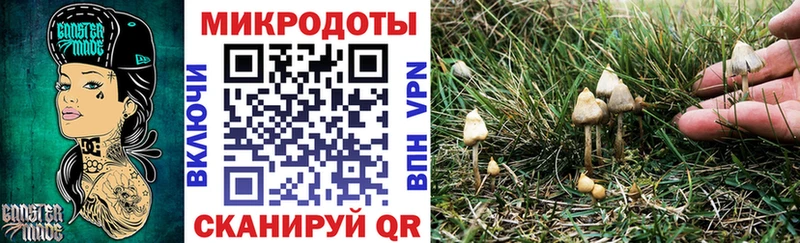 Купить  Сегежа  Галлюциногенные грибы Psilocybe 